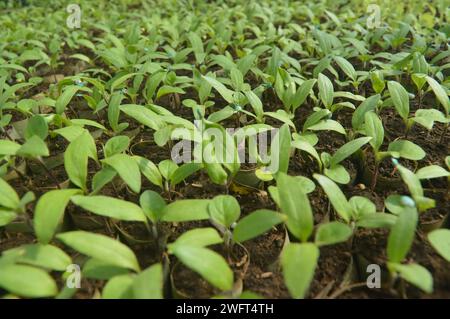 Les graines d'aubergines violettes sont encore petites et ne sont pas prêtes à être plantées dans le champ Banque D'Images