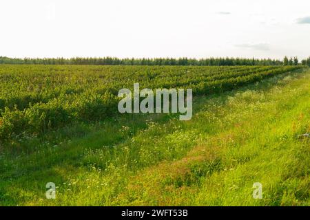 Rangées de groseilles sur le champ agricole. Groseilles plantées en rangées régulières dans le champ. Concpet écologique de plantation de fruits. Cassis noir o Banque D'Images