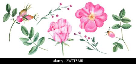 Ensemble aquarelle de fleurs roses de chien, de feuilles et de branches vertes avec des baies roses isolées sur fond blanc. Illustration botanique dessinée à la main. Banque D'Images