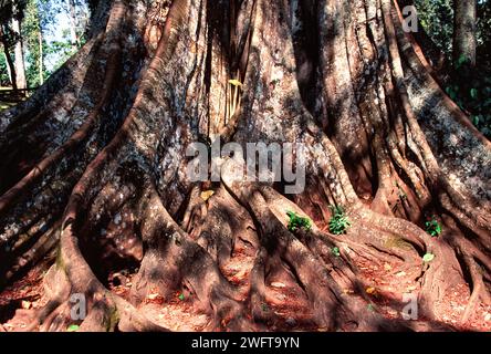 Banyan banyan figuier ou Indien banyan Ficus indica tronc inférieur massif d'un arbre vieux de 450 ans en Inde Banque D'Images