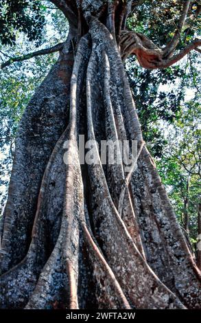 Banyan banyan figuier ou Indien banyan Ficus indica tronc supérieur massif d'un arbre vieux de 450 ans en Inde Banque D'Images