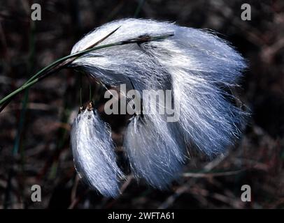 Cottongrass commun ou cottonsedge commun Eriophorum angustifolium la tête de graine blanche poussant en Écosse Banque D'Images