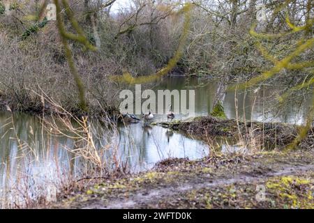 Laubenheim, Allemagne. 01 février 2024. Jusqu'à présent, seule l'oie du Canada a été observée sur les étangs de la réserve naturelle. Dans le vieux village viticole de Laubenheim près de Mayence, il y a une oasis naturelle spéciale, le Laubenheimer-Ried. Des mesures spéciales de protection sont prises ici pour le lapwing. Les marais et les nombreux fossés sont idéaux pour la flore et la faune luxuriantes, et les bords des étangs ont été coupés et protégés par une clôture dans des endroits destinés à protéger le lapwing. Crédit : Helmut Fricke/dpa/Alamy Live News Banque D'Images