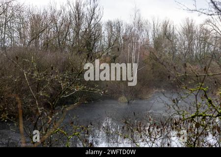 Laubenheim, Allemagne. 01 février 2024. Dans le vieux village viticole de Laubenheim près de Mayence, il y a une oasis naturelle spéciale, le Laubenheimer-Ried. Des mesures spéciales de protection sont prises ici pour le lapwing. Les marais et les nombreux fossés sont idéaux pour la flore et la faune luxuriantes, et dans les endroits où le lapwing a besoin de protection, le bord de l'étang a été coupé et protégé par une clôture. Crédit : Helmut Fricke/dpa/Alamy Live News Banque D'Images