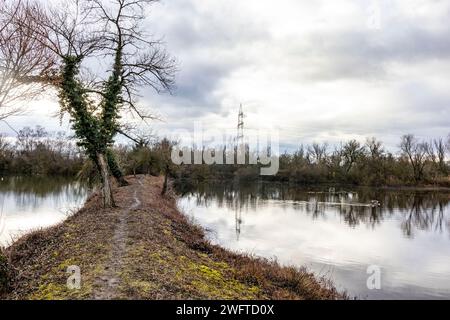 Laubenheim, Allemagne. 01 février 2024. Dans le vieux village viticole de Laubenheim près de Mayence, il y a une oasis naturelle spéciale, le Laubenheimer-Ried. Des mesures spéciales de protection sont prises ici pour le lapwing. Les marais et les nombreux fossés sont idéaux pour la flore et la faune luxuriantes, et dans les endroits où le lapwing a besoin de protection, le bord de l'étang a été coupé et protégé par une clôture. Crédit : Helmut Fricke/dpa/Alamy Live News Banque D'Images