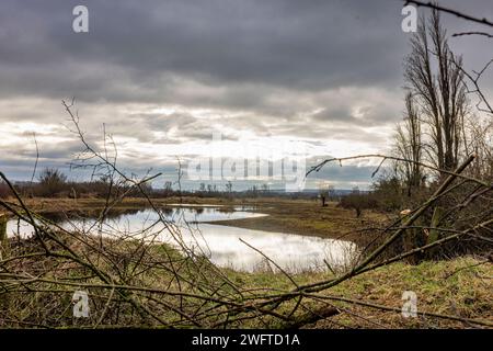 Laubenheim, Allemagne. 01 février 2024. Dans le vieux village viticole de Laubenheim près de Mayence, il y a une oasis naturelle spéciale, le Laubenheimer-Ried. Des mesures spéciales de protection sont prises ici pour le lapwing. Les marais et les nombreux fossés sont idéaux pour la flore et la faune luxuriantes, et dans les endroits où le lapwing a besoin de protection, le bord de l'étang a été coupé et protégé par une clôture. Crédit : Helmut Fricke/dpa/Alamy Live News Banque D'Images