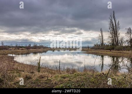 Laubenheim, Allemagne. 01 février 2024. Dans le vieux village viticole de Laubenheim près de Mayence, il y a une oasis naturelle spéciale, le Laubenheimer-Ried. Des mesures spéciales de protection sont prises ici pour le lapwing. Les marais et les nombreux fossés sont idéaux pour la flore et la faune luxuriantes, et dans les endroits où le lapwing a besoin de protection, le bord de l'étang a été coupé et protégé par une clôture. Crédit : Helmut Fricke/dpa/Alamy Live News Banque D'Images