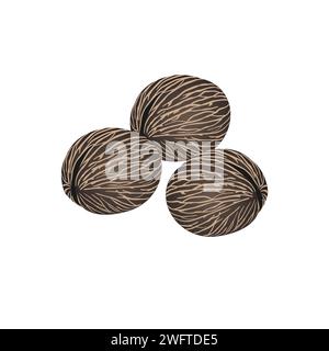 Graines suicides séchées pong pong othalanga Cerbera odollam fruit isolé sur fond blanc. Illustration de Vecteur