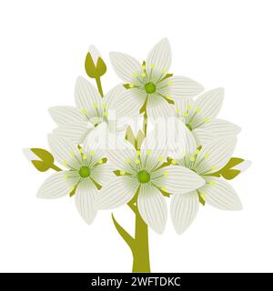 Fleurs fraîches de piège à mouches de venus sur un fond blanc. Illustration de Vecteur