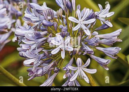 Agapanthus plante en fleur sur un fond naturel Banque D'Images