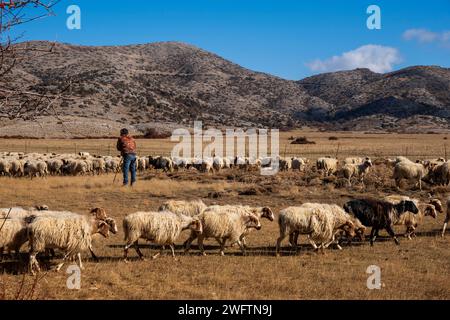 Berger s'occupant de ses moutons sur le plateau de Nida au pied du mont Ida, en Crète Banque D'Images