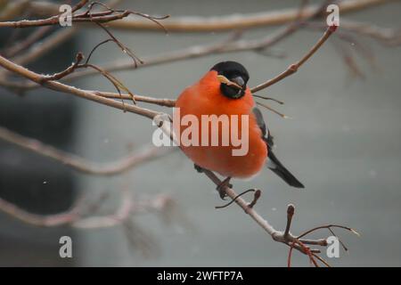 Bullfinch assis sur une branche Banque D'Images