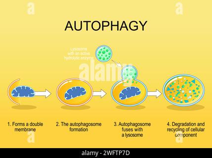 Les étapes d'autophagie. Recyclage cellulaire. Schéma. Mécanisme naturel dans la cellule qui élimine les composants inutiles. Illustration vectorielle Illustration de Vecteur
