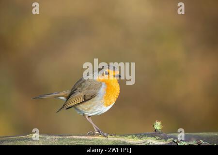 Près, vue de côté d'un rouge-poitrine britannique sauvage (Erithacus rubecula) debout isolé sur une bûche en plein soleil d'hiver. La photo a un arrière-plan doux et chaud. Banque D'Images