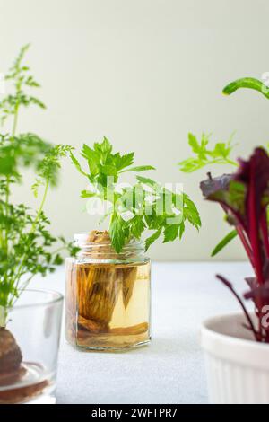 Culture à partir de déchets organiques, de carottes germées et de betteraves à la maison, d'oignons et de céleri et d'ail, fée de légumes utile et savoureux Banque D'Images