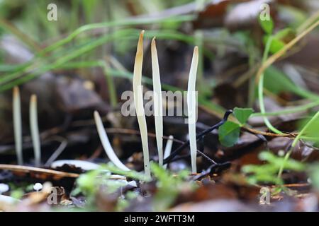 Clavaria falcata, un champignon clavarioïde de Finlande, pas de nom anglais commun Banque D'Images