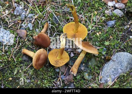 Cortinarius croceus, également appelé Dermocybe crocea, chapeau de Saffron, champignon sauvage de Finlande Banque D'Images