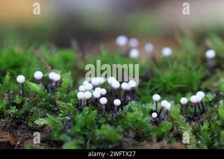 Lamproderma columbinum, une moisissure visqueuse de Finlande, pas de nom anglais commun Banque D'Images