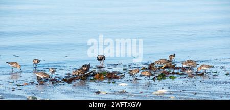 Dunlin (Calidris alpina), turnstone roux (Arenaria interpres) et sandre (Calidris alba), limicoles, oiseaux se nourrissant au bord de la rivière Banque D'Images