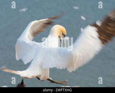 Fane du Nord (Morus bassanus) (synonyme : Sula bassana) avec ailes déployées et pieds étendus à l'approche, mer en arrière-plan, fane Banque D'Images