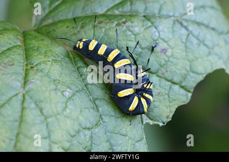 Papillon de l'aulne, Acronicta alni, larve noire avec des rayures jaunes Banque D'Images