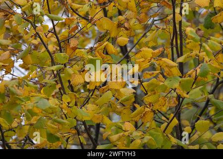 Noisetier commun (Corylus avellana) avec des feuilles jaunes en automne, Suffolk, Angleterre, Royaume-Uni Banque D'Images