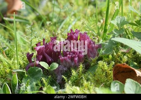 Clavaria zollingeri, aussi appelé Clavaria lavandula, communément appelé corail violet ou corail magenta, champignon sauvage de Finlande Banque D'Images