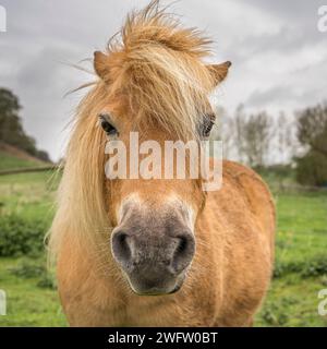 Vue de face d'un beau poney/cheval châtaignier isolé à l'extérieur au Royaume-Uni avec une frange balayée par le vent. Banque D'Images