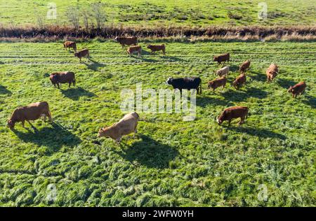 Vue aérienne d'un troupeau de bétail itinérant, Gruenheide, 30/10/2021 Banque D'Images