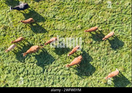 Vue aérienne d'un troupeau de bétail itinérant, Gruenheide, 30/10/2021 Banque D'Images