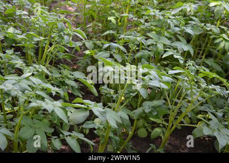 Un potager maison, de petits arbustes verts de pommes de terre plantés au printemps pour les graines. Les pommes de terre poussent non loin de chez elles. Banque D'Images