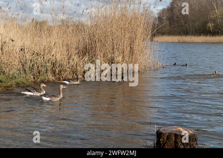 Oiseaux sur un lac Banque D'Images