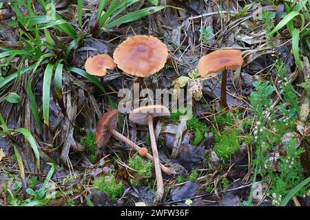 Laccaria proxima, connue sous le nom de Scurfy Deceiver, champignon sauvage de Finlande Banque D'Images