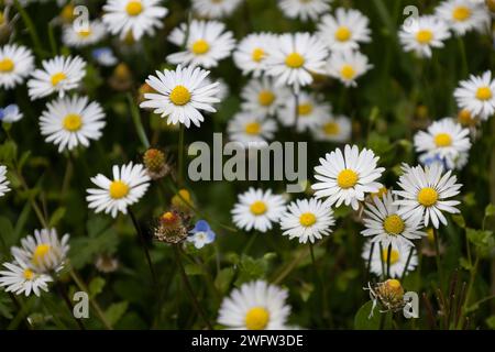 Marguerites Banque D'Images