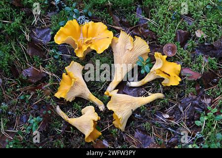 Cantharellus cibarius, connu sous le nom de chanterelle ou chanterelle dorée, champignons sauvages comestibles de Finlande Banque D'Images