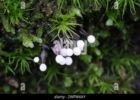 Lamproderma columbinum, une moisissure visqueuse de Finlande, pas de nom anglais commun Banque D'Images