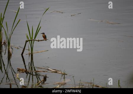 Kingfisher eurasien Banque D'Images