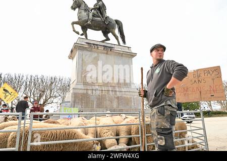 Montpellier, France. 01 février 2024. © PHOTOPQR/LE MIDI LIBRE/JEAN-MICHEL MART ; MONTPELLIER ; 01/02/2024 ; DES AGRICULTEURS DE LA CONFEDERATION PAYSANNE AVEC LEURS BREBIS INVESTISSENT LA PLACE ROYALE DU PEYROU A MONTPELLIER LE 01 02 20224 - manifestation PAYSANNE française Continuer France 1 février 2024 Credit : MAXPPP/Alamy Live News Banque D'Images