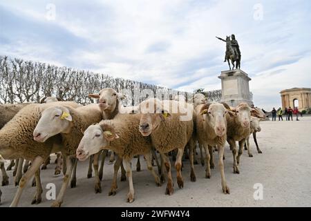 Montpellier, France. 01 février 2024. © PHOTOPQR/LE MIDI LIBRE/JEAN-MICHEL MART ; MONTPELLIER ; 01/02/2024 ; DES AGRICULTEURS DE LA CONFEDERATION PAYSANNE AVEC LEURS BREBIS INVESTISSENT LA PLACE ROYALE DU PEYROU A MONTPELLIER LE 01 02 20224 - manifestation PAYSANNE française Continuer France 1 février 2024 Credit : MAXPPP/Alamy Live News Banque D'Images