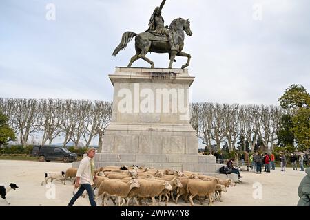 Montpellier, France. 01 février 2024. © PHOTOPQR/LE MIDI LIBRE/JEAN-MICHEL MART ; MONTPELLIER ; 01/02/2024 ; DES AGRICULTEURS DE LA CONFEDERATION PAYSANNE AVEC LEURS BREBIS INVESTISSENT LA PLACE ROYALE DU PEYROU A MONTPELLIER LE 01 02 20224 - manifestation PAYSANNE française Continuer France 1 février 2024 Credit : MAXPPP/Alamy Live News Banque D'Images