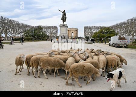 Montpellier, France. 01 février 2024. © PHOTOPQR/LE MIDI LIBRE/JEAN-MICHEL MART ; MONTPELLIER ; 01/02/2024 ; DES AGRICULTEURS DE LA CONFEDERATION PAYSANNE AVEC LEURS BREBIS INVESTISSENT LA PLACE ROYALE DU PEYROU A MONTPELLIER LE 01 02 20224 - manifestation PAYSANNE française Continuer France 1 février 2024 Credit : MAXPPP/Alamy Live News Banque D'Images