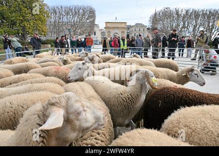 Montpellier, France. 01 février 2024. © PHOTOPQR/LE MIDI LIBRE/JEAN-MICHEL MART ; MONTPELLIER ; 01/02/2024 ; DES AGRICULTEURS DE LA CONFEDERATION PAYSANNE AVEC LEURS BREBIS INVESTISSENT LA PLACE ROYALE DU PEYROU A MONTPELLIER LE 01 02 20224 - manifestation PAYSANNE française Continuer France 1 février 2024 Credit : MAXPPP/Alamy Live News Banque D'Images