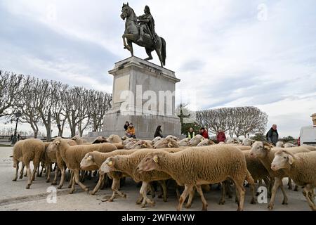 Montpellier, France. 01 février 2024. © PHOTOPQR/LE MIDI LIBRE/JEAN-MICHEL MART ; MONTPELLIER ; 01/02/2024 ; DES AGRICULTEURS DE LA CONFEDERATION PAYSANNE AVEC LEURS BREBIS INVESTISSENT LA PLACE ROYALE DU PEYROU A MONTPELLIER LE 01 02 20224 - manifestation PAYSANNE française Continuer France 1 février 2024 Credit : MAXPPP/Alamy Live News Banque D'Images