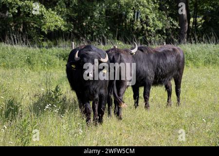 Eau domestique Buffalo Banque D'Images