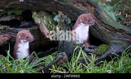 Deux hermines européennes ou Ermine (Mustela erminea) Banque D'Images