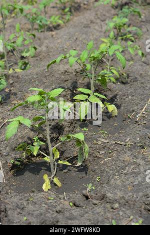 Un potager maison, des petits buissons de tomates verts qui poussent non loin de la maison. Banque D'Images