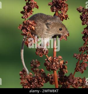 Récolte de souris (Micromys minutus) grimpant Banque D'Images