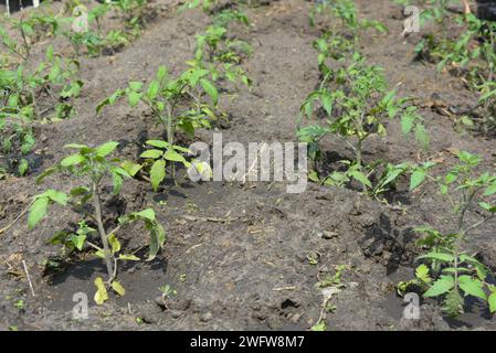 Un potager maison, des petits buissons de tomates verts qui poussent non loin de la maison. Banque D'Images