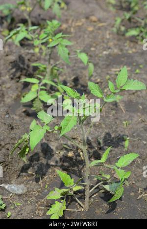 Un potager maison, des petits buissons de tomates verts qui poussent non loin de la maison. Banque D'Images