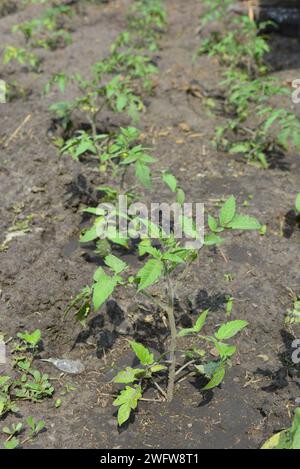 Un potager maison, des petits buissons de tomates verts qui poussent non loin de la maison. Banque D'Images